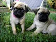 pug puppies for new home