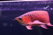 Super Red Arowana Fish And Others For Sale