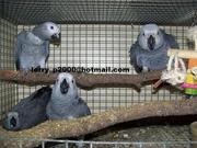 MALE AND FEMALE AFRICAN GREY PARROTS FOR ADOPTION 