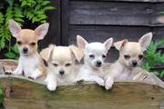 cute chihuahua puppies for adoption