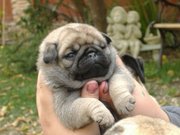 pug puppies for sale