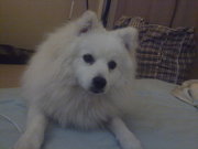 Japanese Spitz Free to Good Home